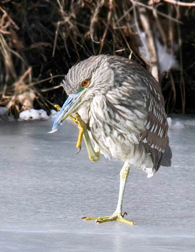 Black_night_heron_2_blog.5