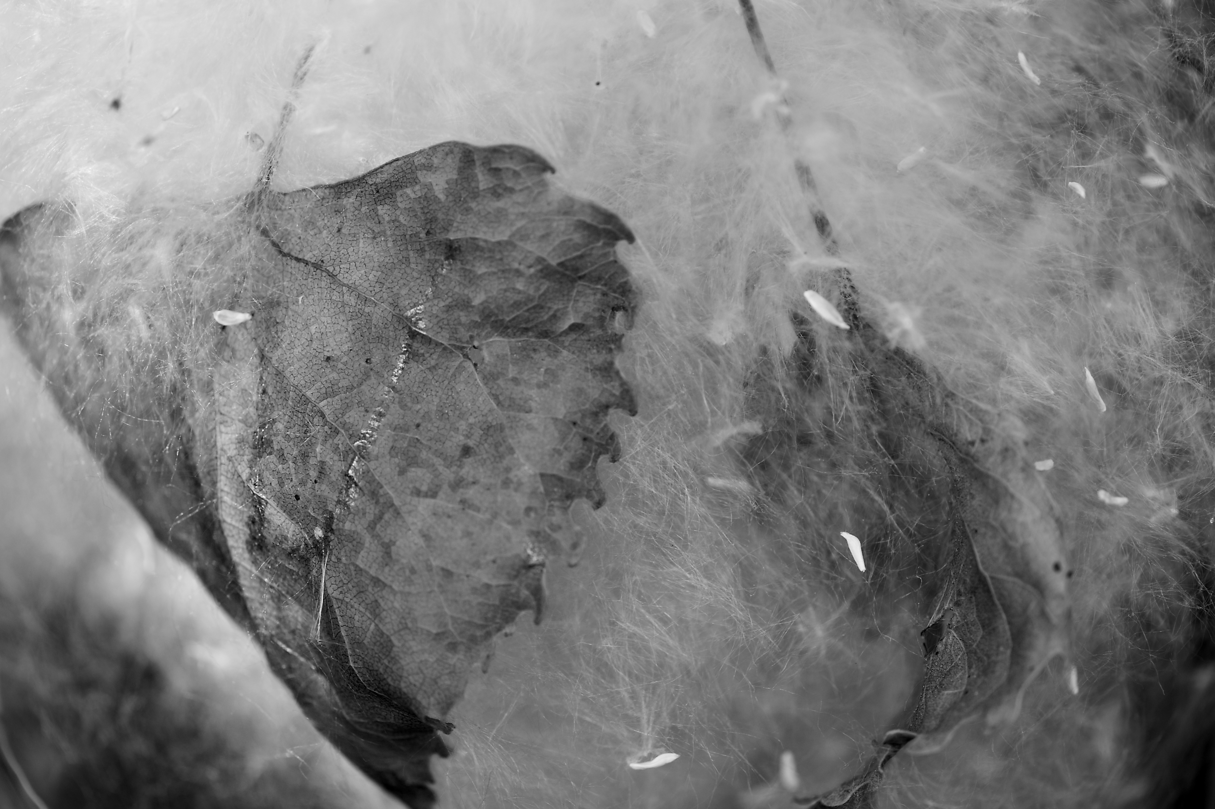 The leaf implies the seed.