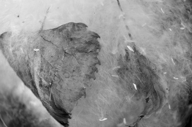 The leaf implies the seed.