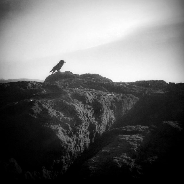 Raven on the rocks