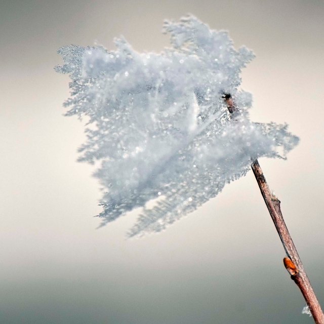 Frost-flowers and bud.