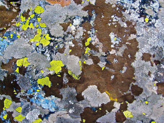 Lichen Abstract 1