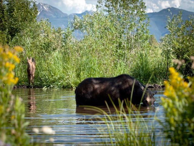 Private life of moose