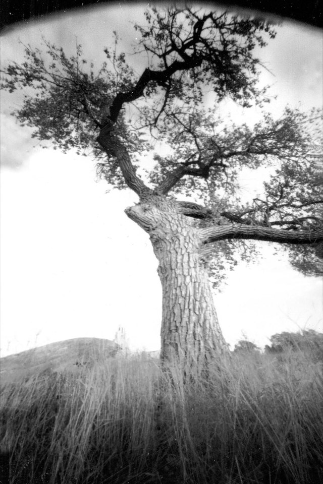 Cottonwood and grass pinhole