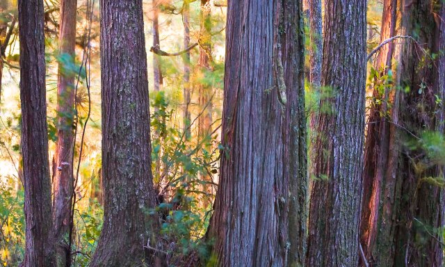 Sunlight,  wind and trees