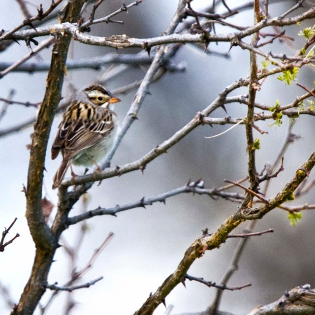 First Green and Sparrow