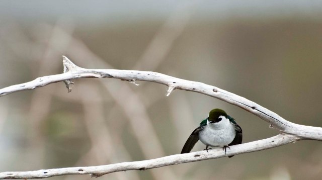 Tree swallow