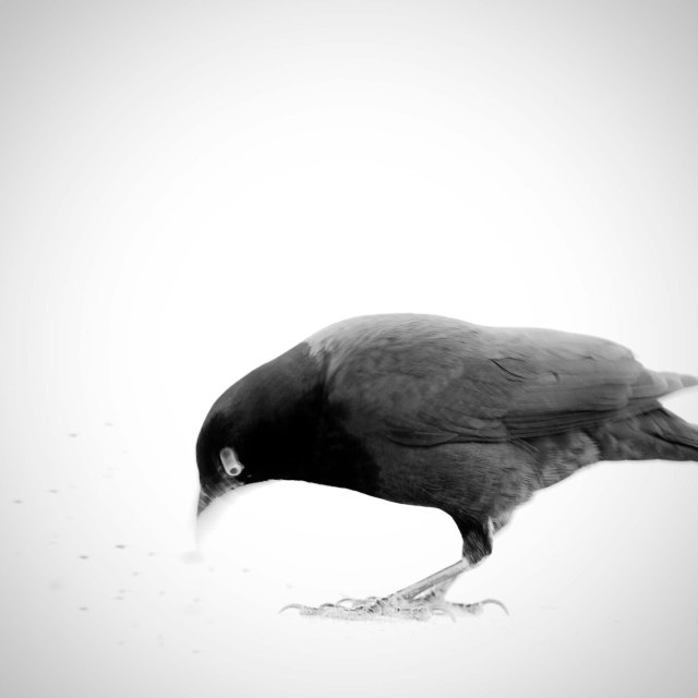 Grackle Pinhole