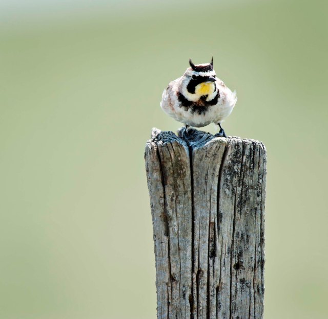 Horned Lark