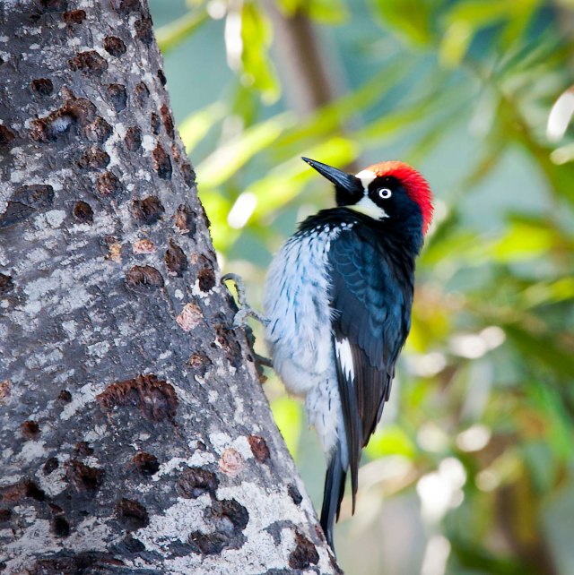 Acorn Woodpecker