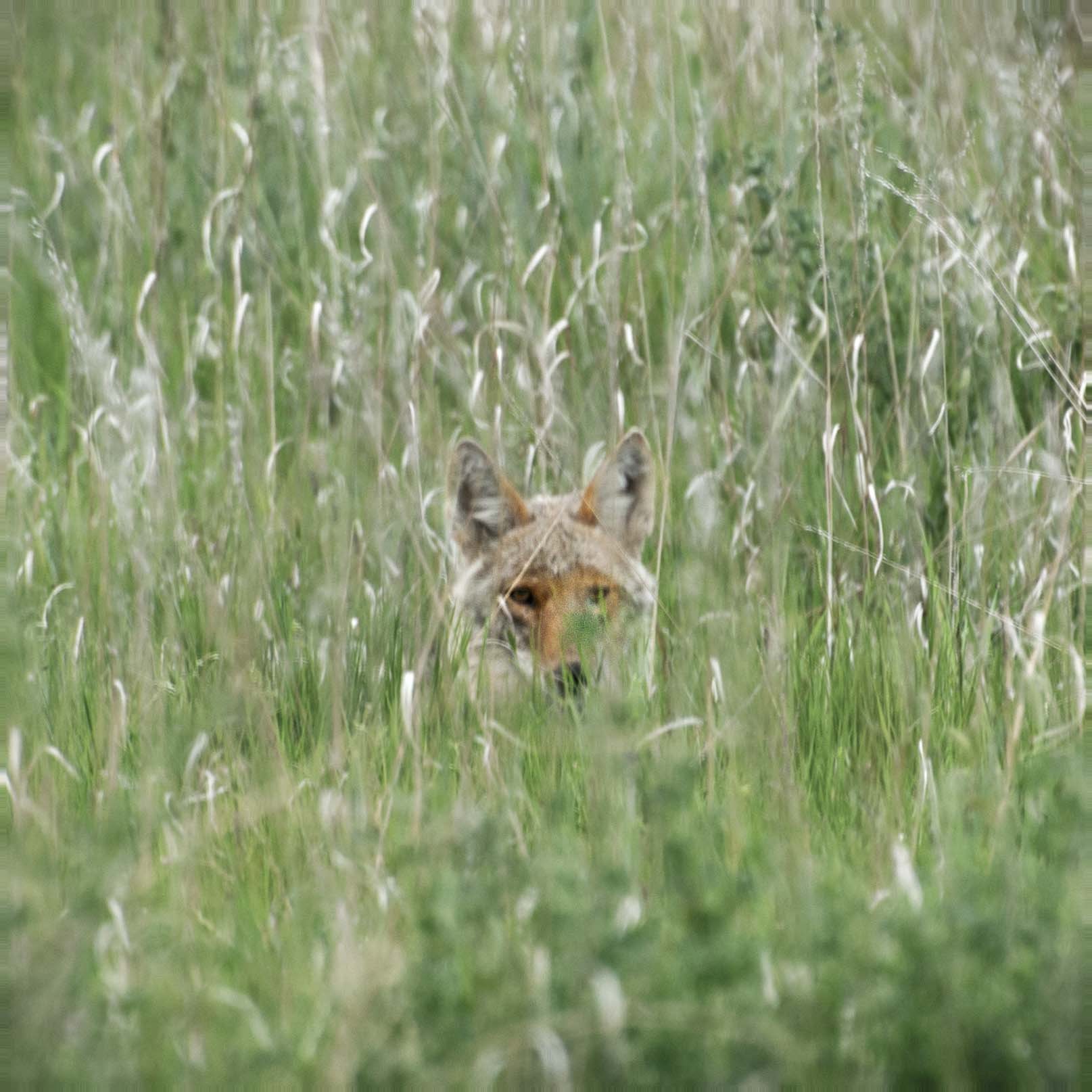 Coyote and grass.