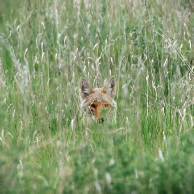 Coyote and grass.