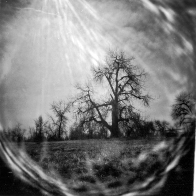 Cottonwood....Wizard Style