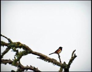 Towhee