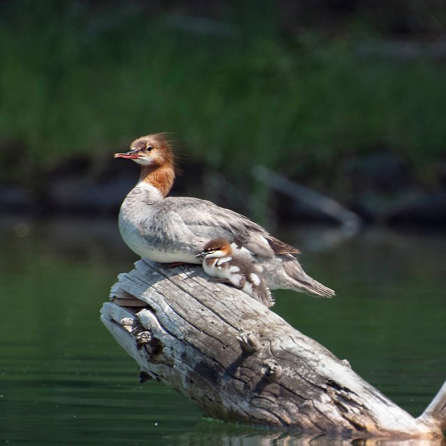 Merganser_Mom_chick_1