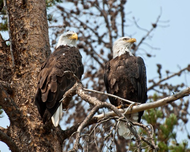 Eagle Pair