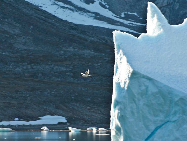 Gull and Ice