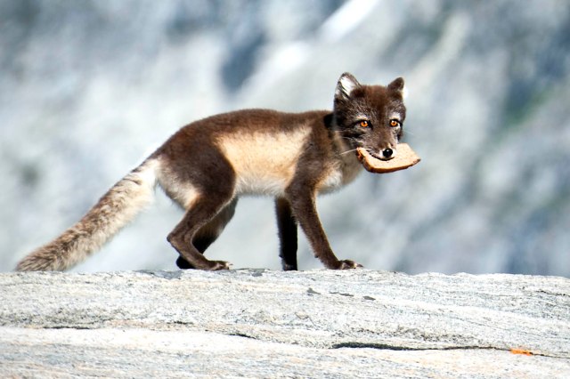 Rockbread..that's why!