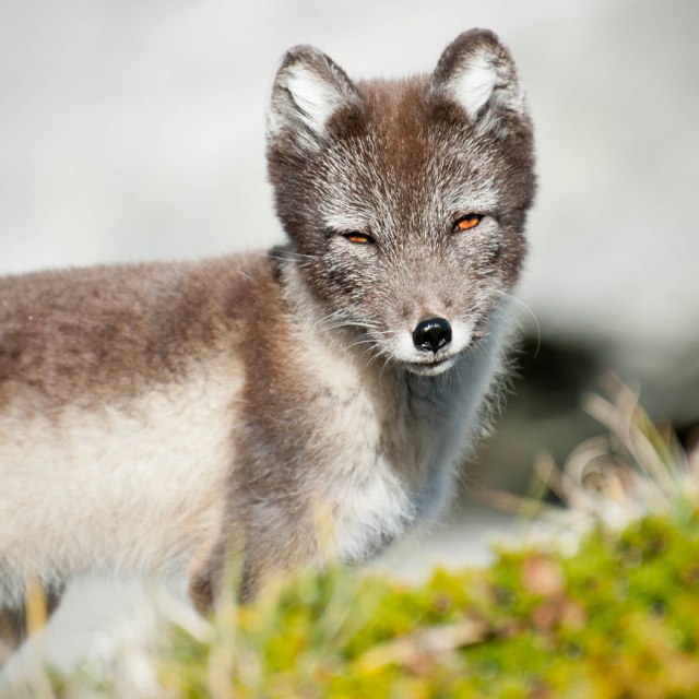 Cute gut but...Why So Sly?