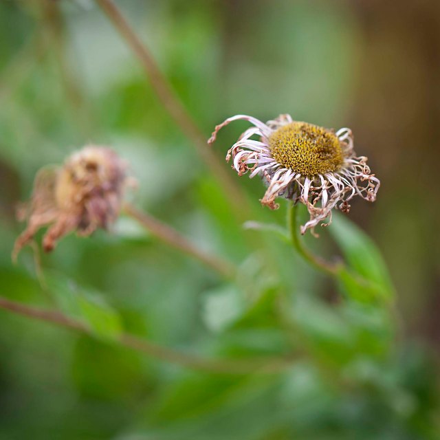 Fall Asters