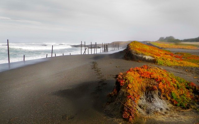 Succulents, Sand and Sea.