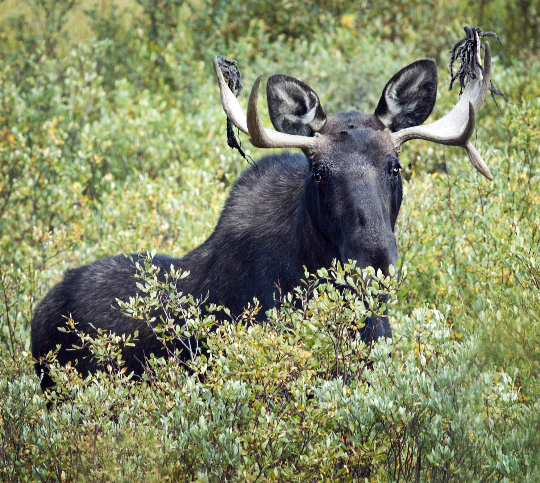 Moose should have told you.