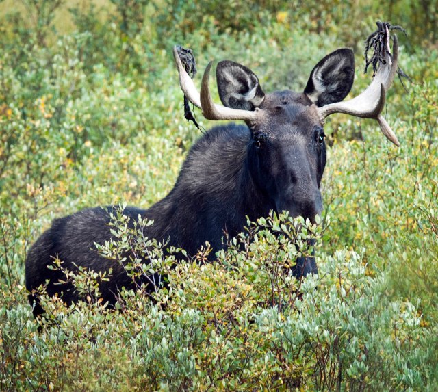 Moose should have told you.