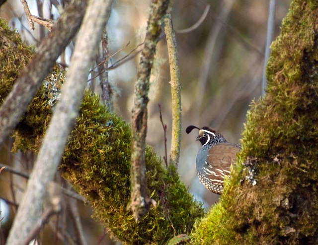 California_quail_1