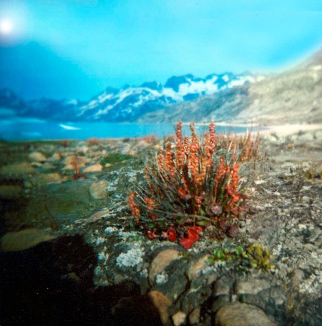 Flowers, mountains sun and sea.