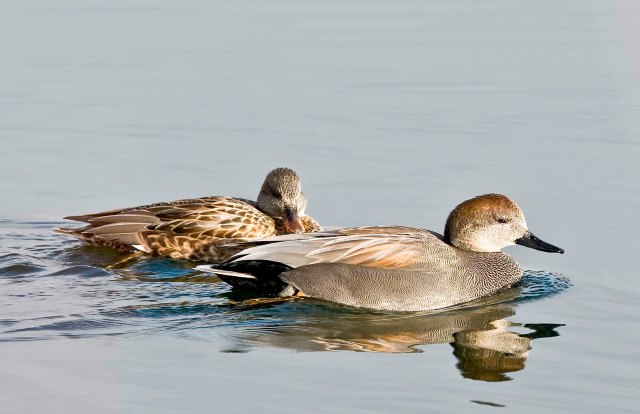 The Gadwalls