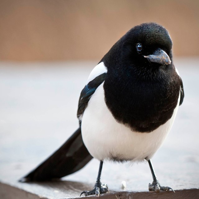 Magpie