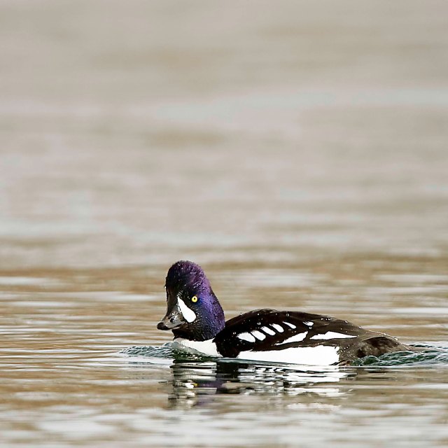Barrows Goldeneye