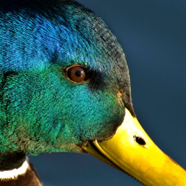 Blue, Green and Yellow