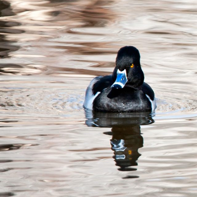 Ringing in the New Year