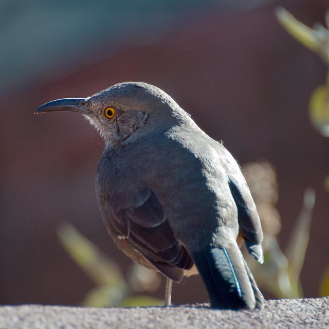 Curved Bill Thrasher
