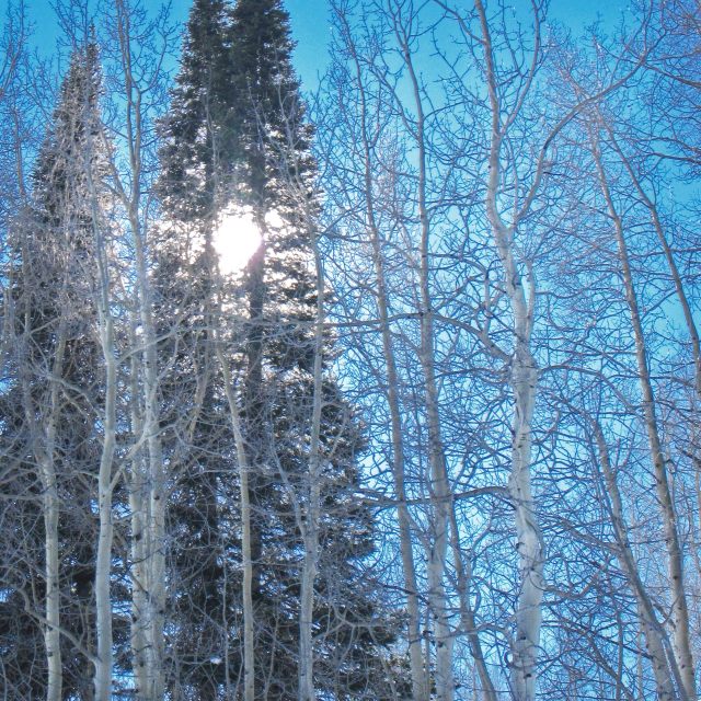 Aspens, Sun and Sky.