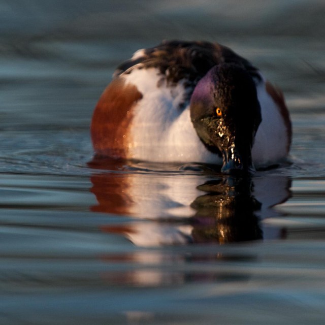 Shoveler Showdown