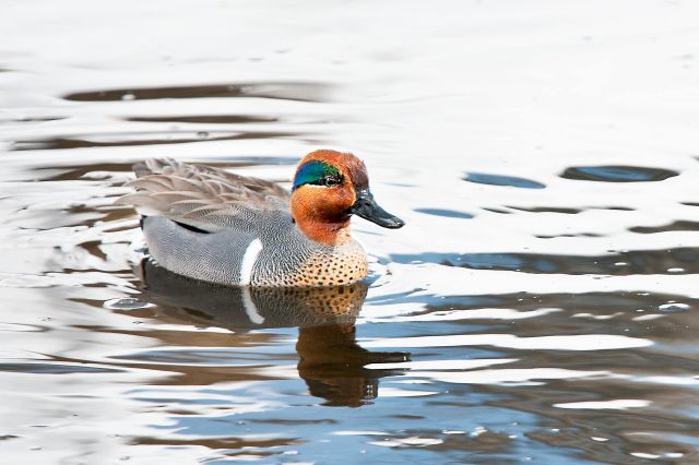 Green Winged Teal