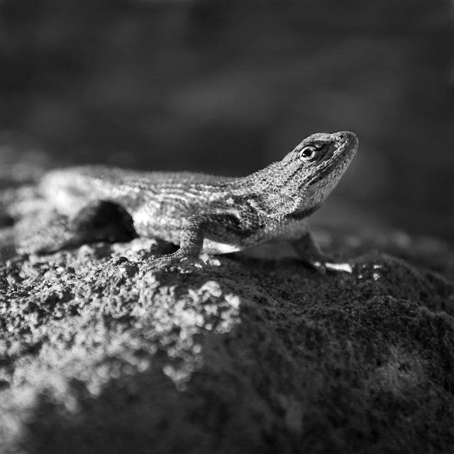 Lizard and Light