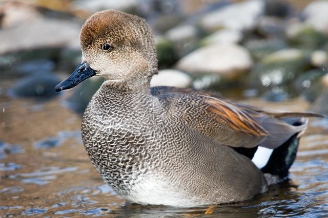 Gadwall