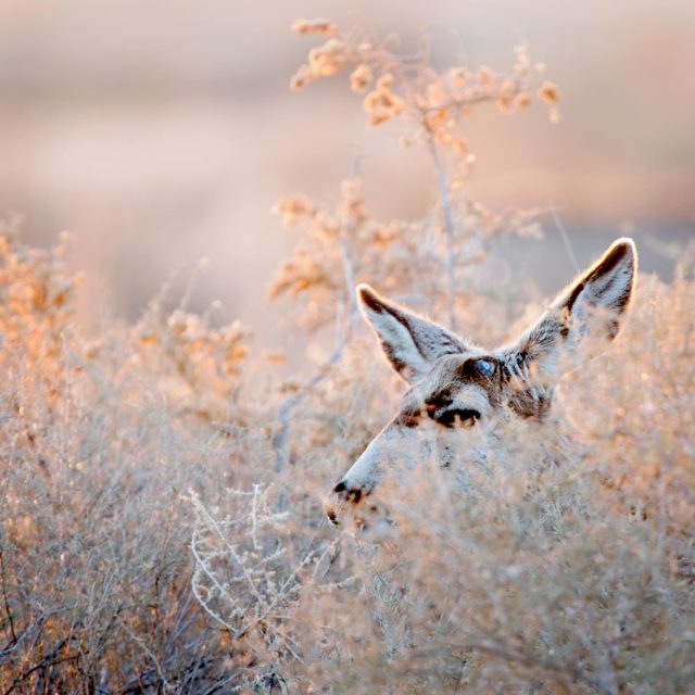 Mule_deer_face_1