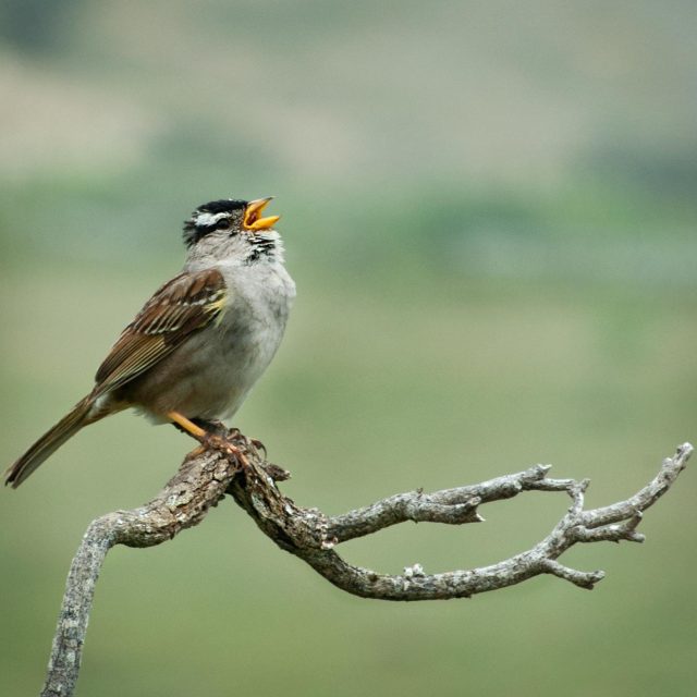White Crowned Sparrow