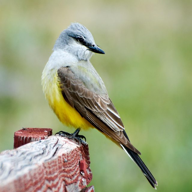 Western Kingbird