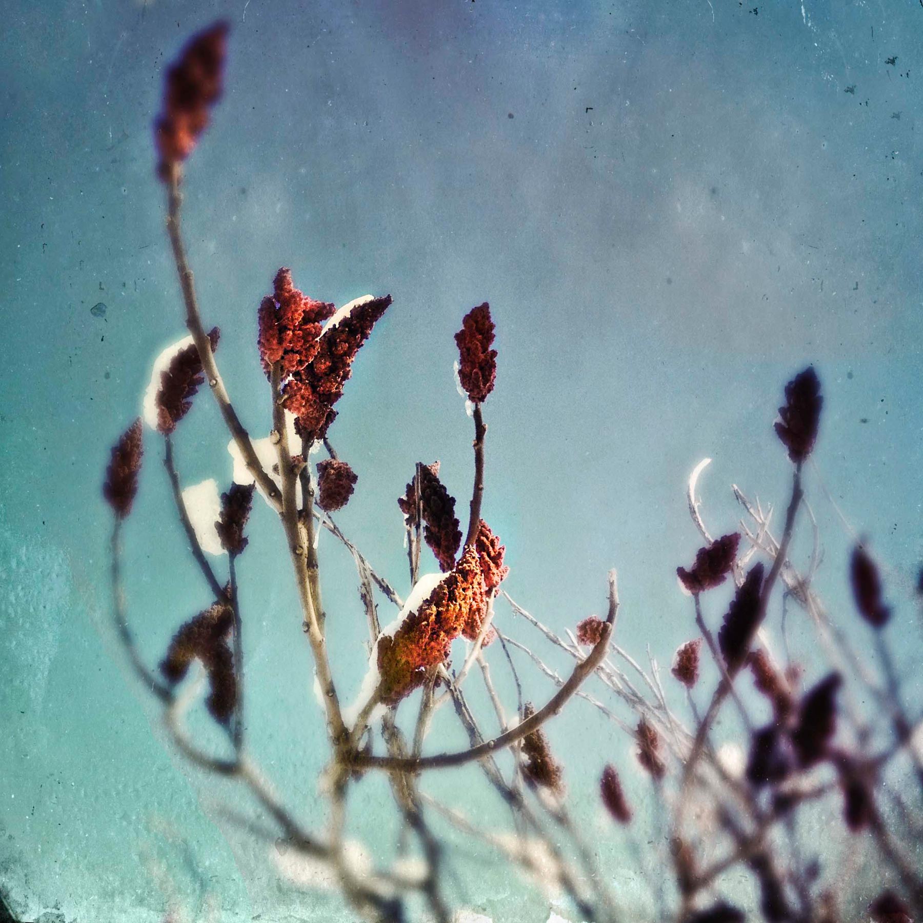 Sumac, Snow and Blue Skies.
