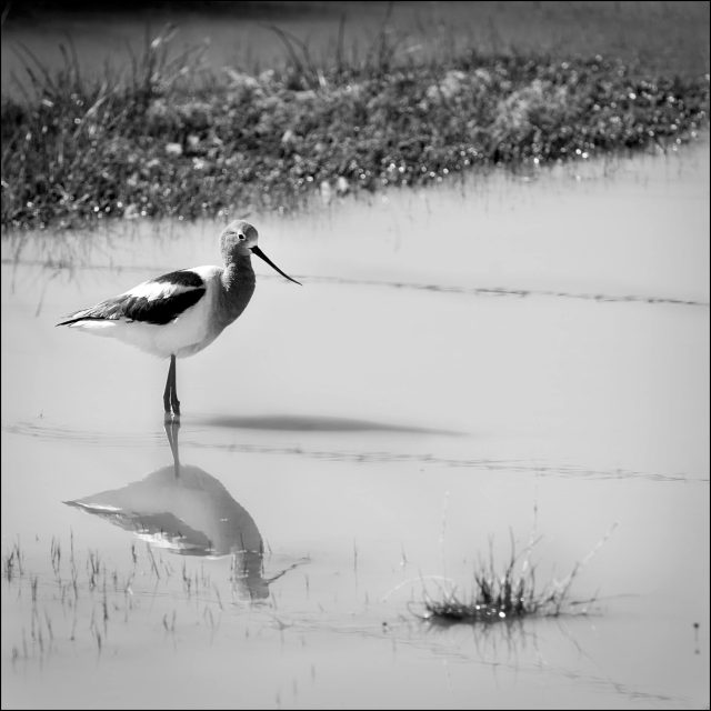 Avocet, mud and barbed wire