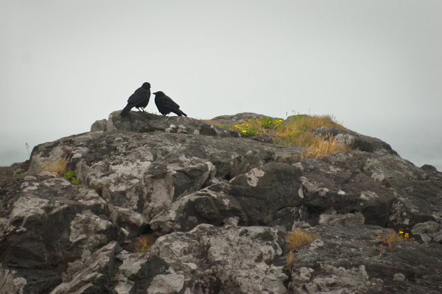 Ravens, fog and rock