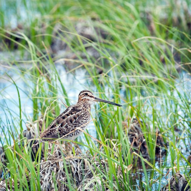 Wilsons_snipe_1