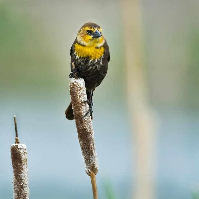 Yellow_headed_blackbird_female_1