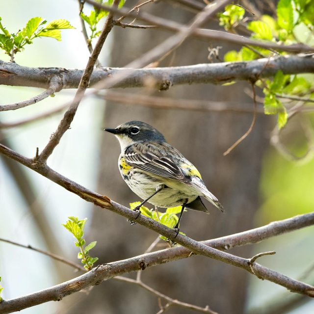 Yellow Rumped