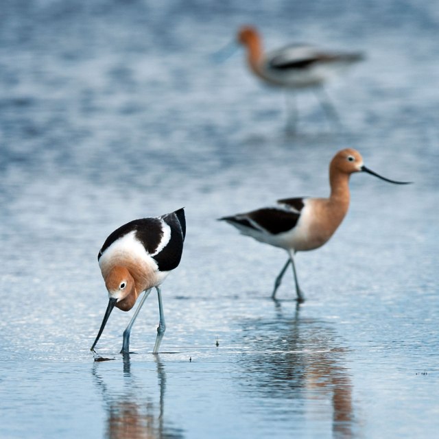 Avocets_6
